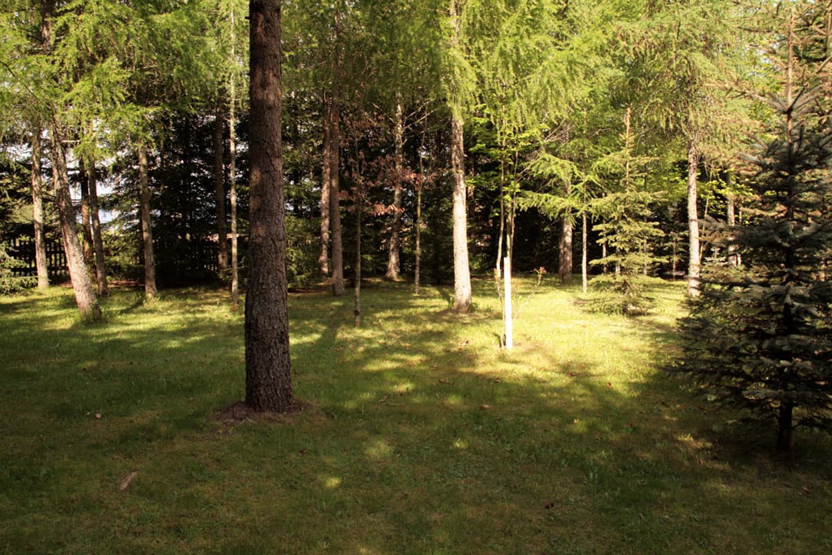 Najwyższy taras obiektu - miejsce zbierania grzybów