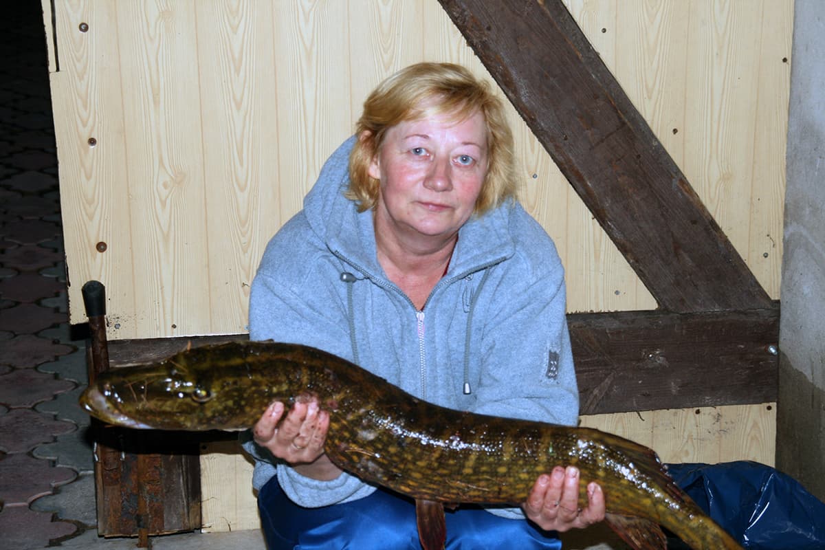 Złowiony okaz - 4,5 kg szczupak